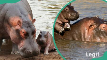 Mais pourquoi le lait d'hippopotame est-il de couleur rose ?