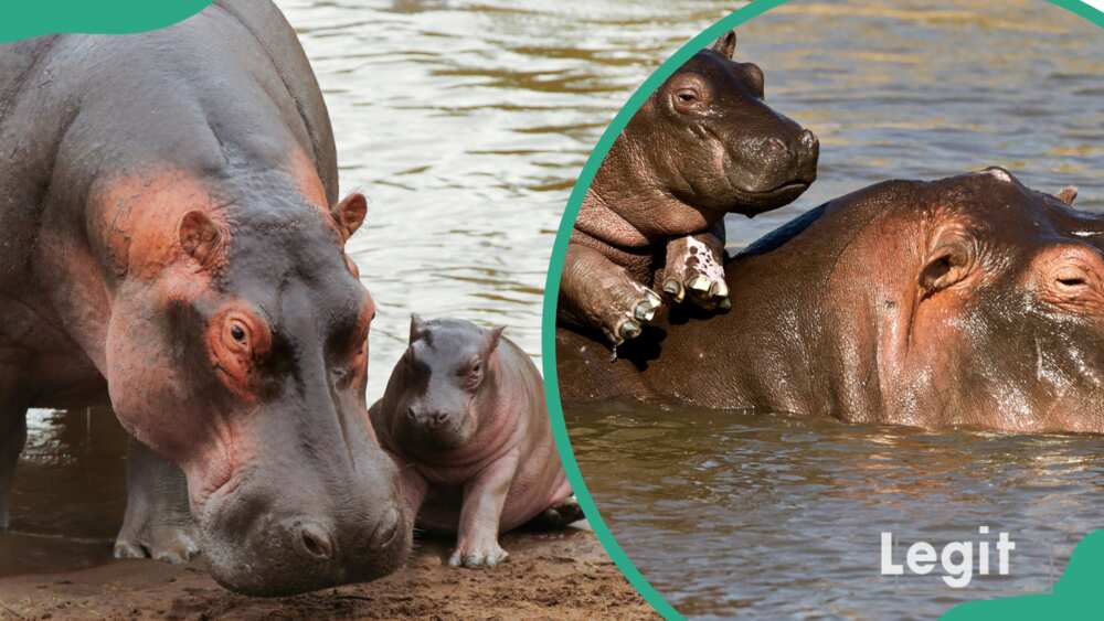 Hippopotame femelle avec son enfant
(c) Getty Images