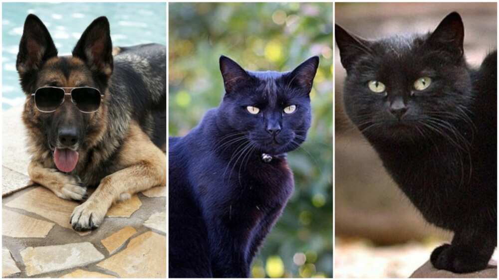 A collage of Gunther IV, Tommaso, and Blackie. Photo source: CelebrityPets