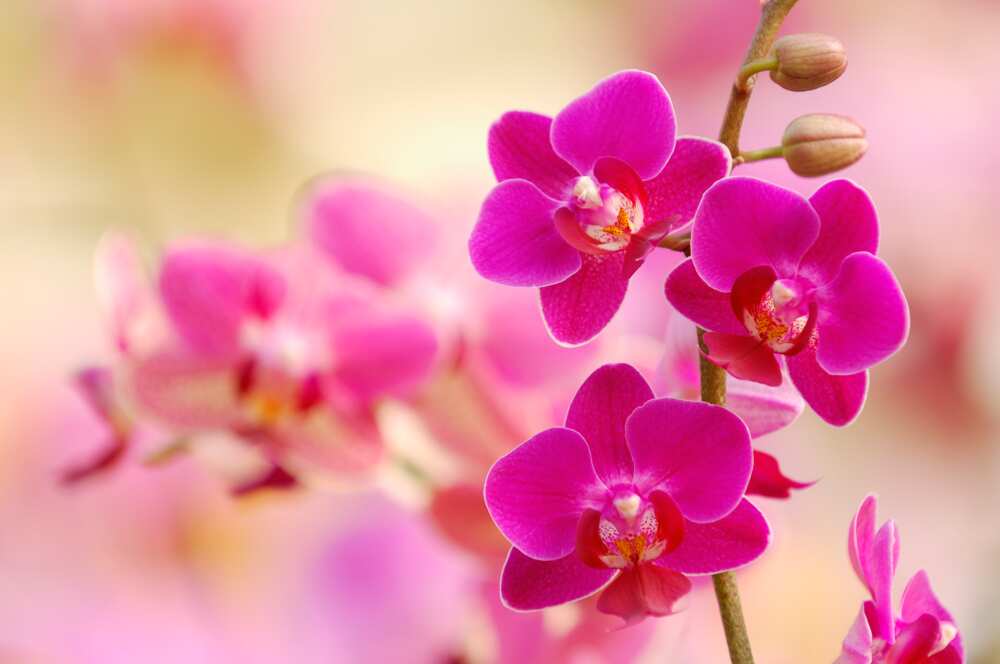 Pink blossoms of orchid, Phalaenopsis