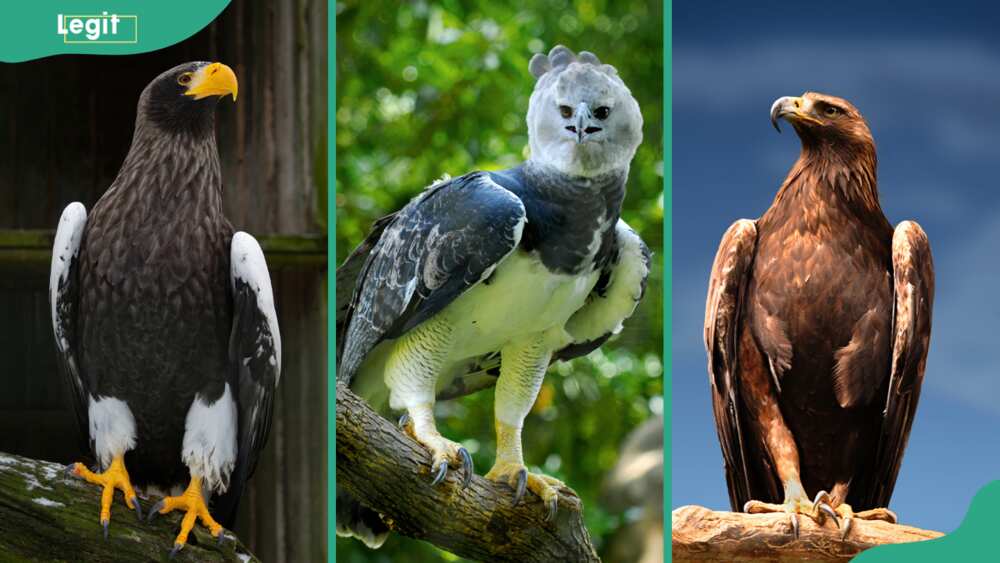 Steller’s Sea eagle (L), Harpy eagle (C), and Golden eagle (R)