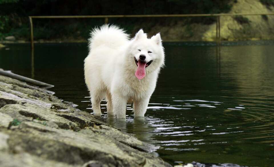 Most expensive dog ever sold Most expensive dog ever sold