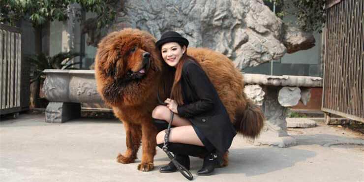Most expensive dog ever sold
