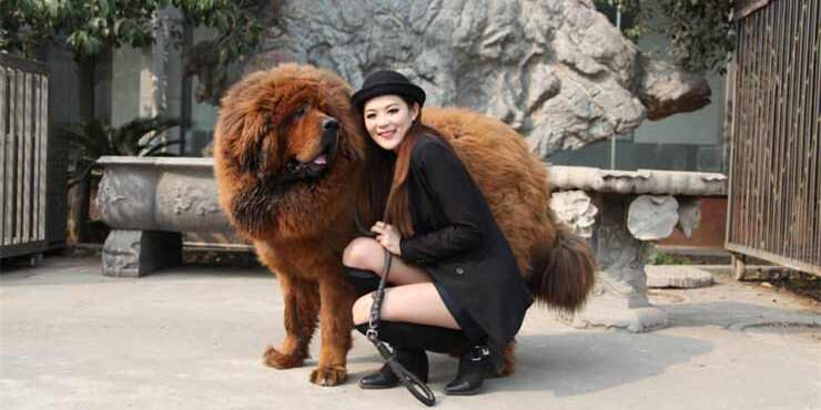 what is the most expensive dog in the world 2019