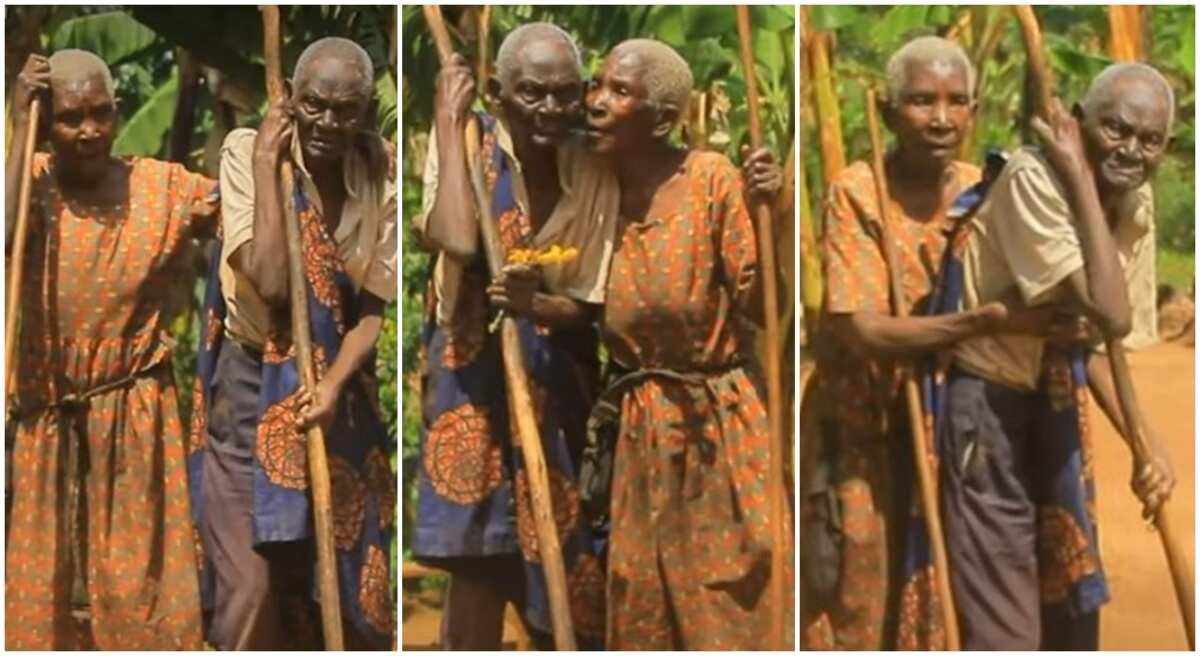 Amazing centurions: Rare husband and wife in love for 100 years causes stir, exchange cute flowers in video