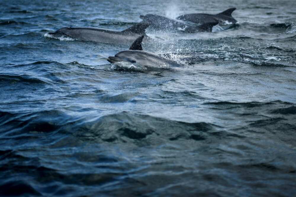 Oceans play a key role in protecting life on Earth Oceans play a key role in protecting life on Earth