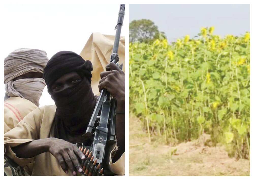 Bandit, Katsina state, Farmers