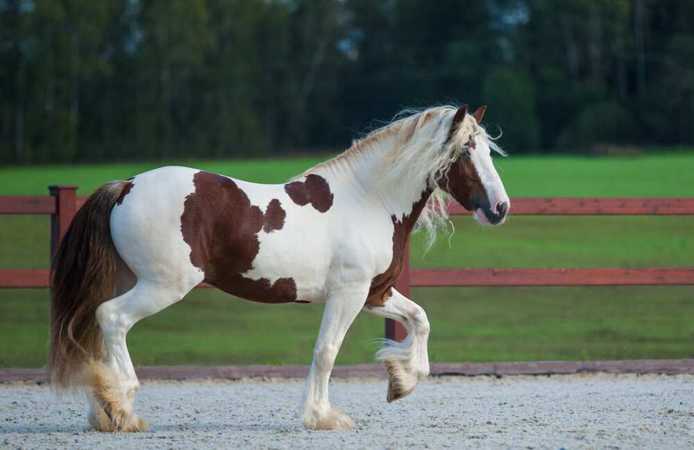Le Gypsy Vanner, le plus beau cheval du monde