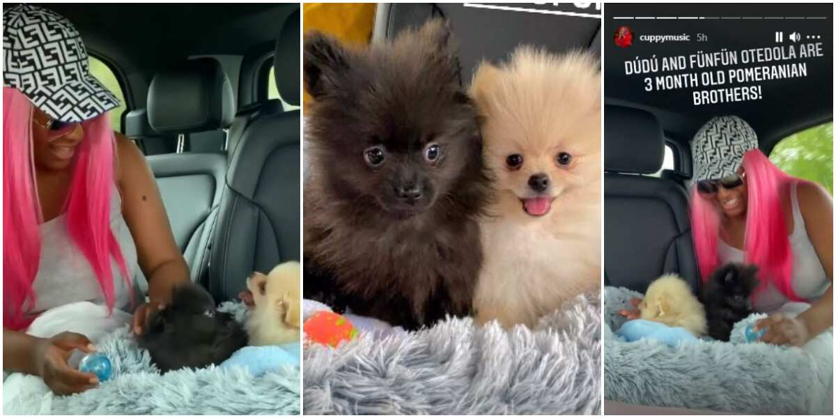 Dye Them Pink: Reactions as DJ Cuppy Shows Off Her New Dogs, Dudu and Funfun Otedola