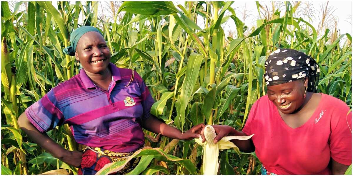 Nigerian Farmers to Benefit From Over N722 Million Raised By Thrive ...