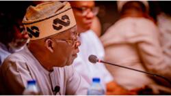Why north is supporting Tinubu, Influential APC senator opens up, makes strong revelation