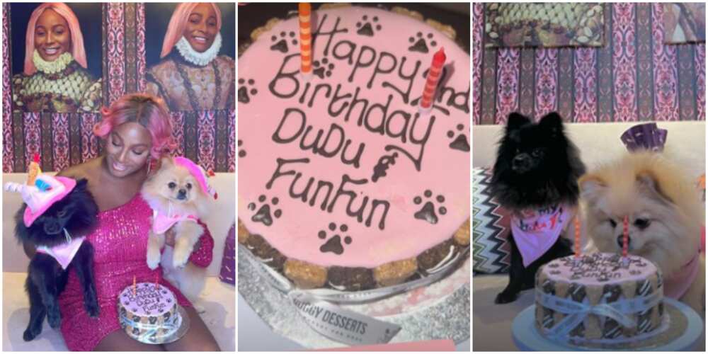 DJ Cuppy's dogs DJ Cuppy's dogs