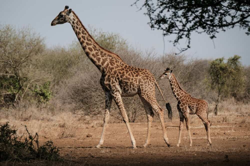 Maasai giraffes in Amboseli, Kenya, on June 21, 2022