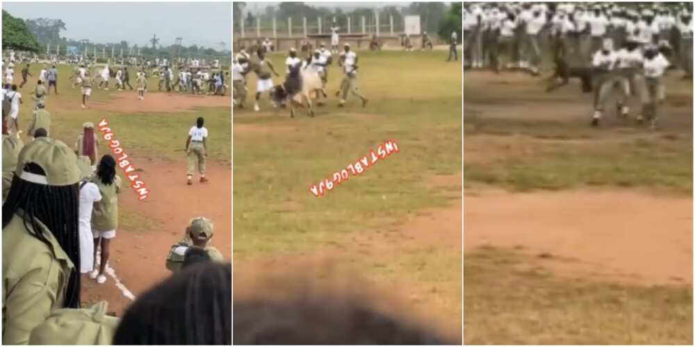 Corps members and soldiers could be seen chasing a marauding cow around a field