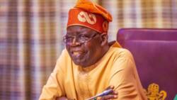 Northern Elders explain why Tinubu is not concerned about security: “He loves money”