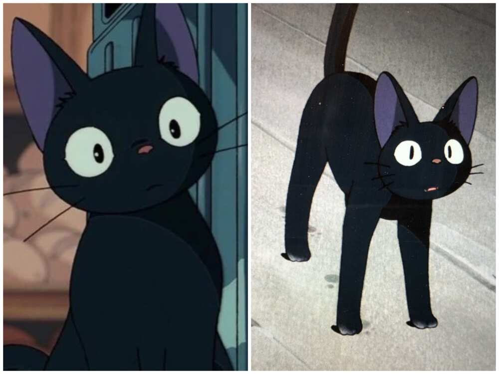 33 cutest anime cats: most popular kitties from films and shows 