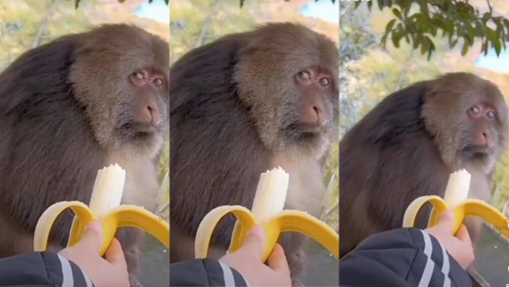 Funny reactions from a monkey makes people laugh