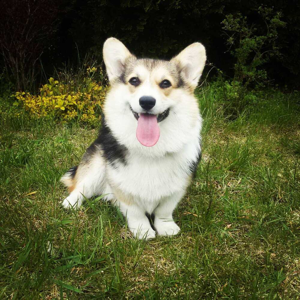 worlds cutest dog worlds cutest dog