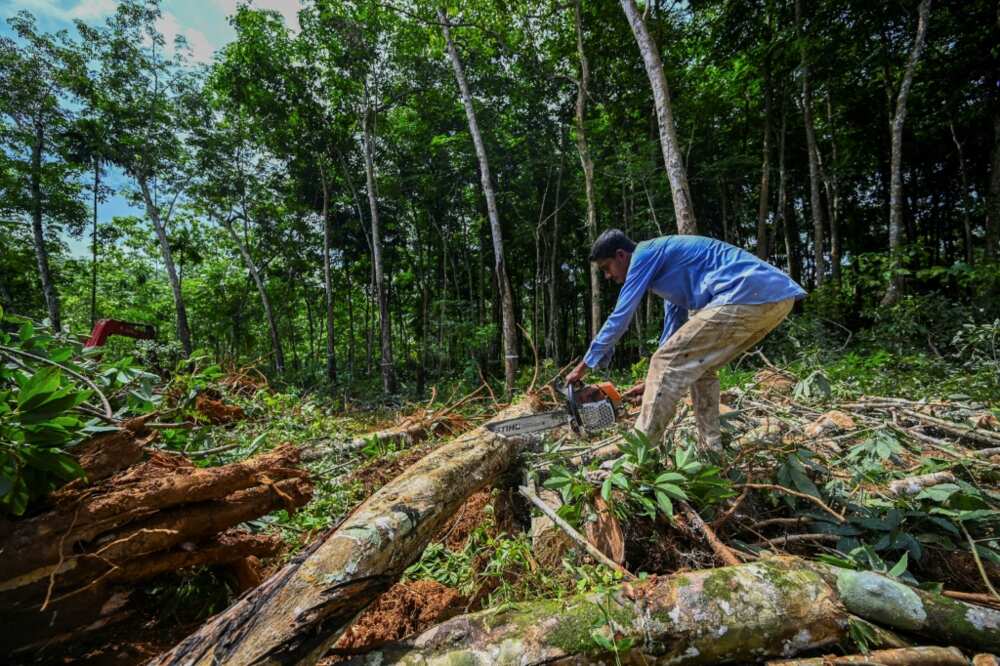 Foraging for wood has its dangers in snake- and insect-infested forests