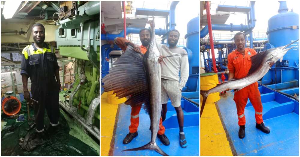 Honeycomb fish, big sailfish, golden fish