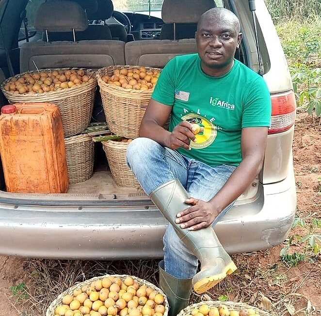 Man shows off massive Agbalumo he harvested from trees he did not plant, Nigerians want a taste of it