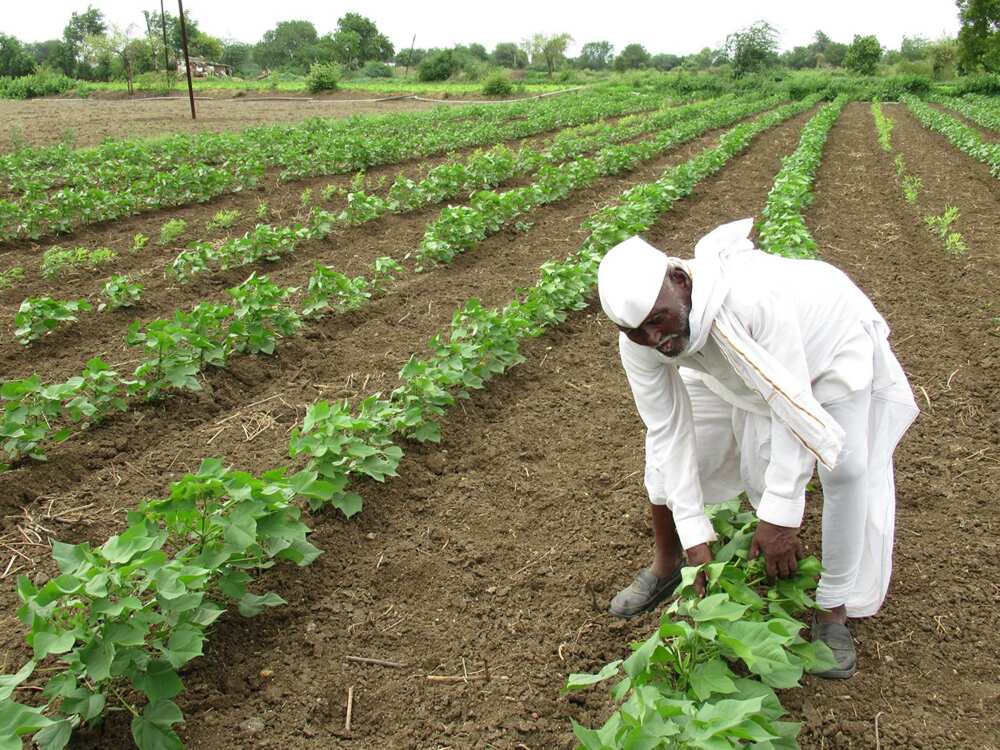 Cash crops Cash crops