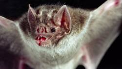 La chauve-souris vampire géante est-elle définitivement éteinte ?