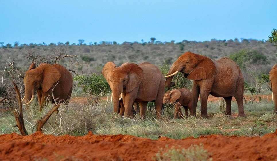 Woman missing for 9 months reunited with daughter after being found at Tsavo West