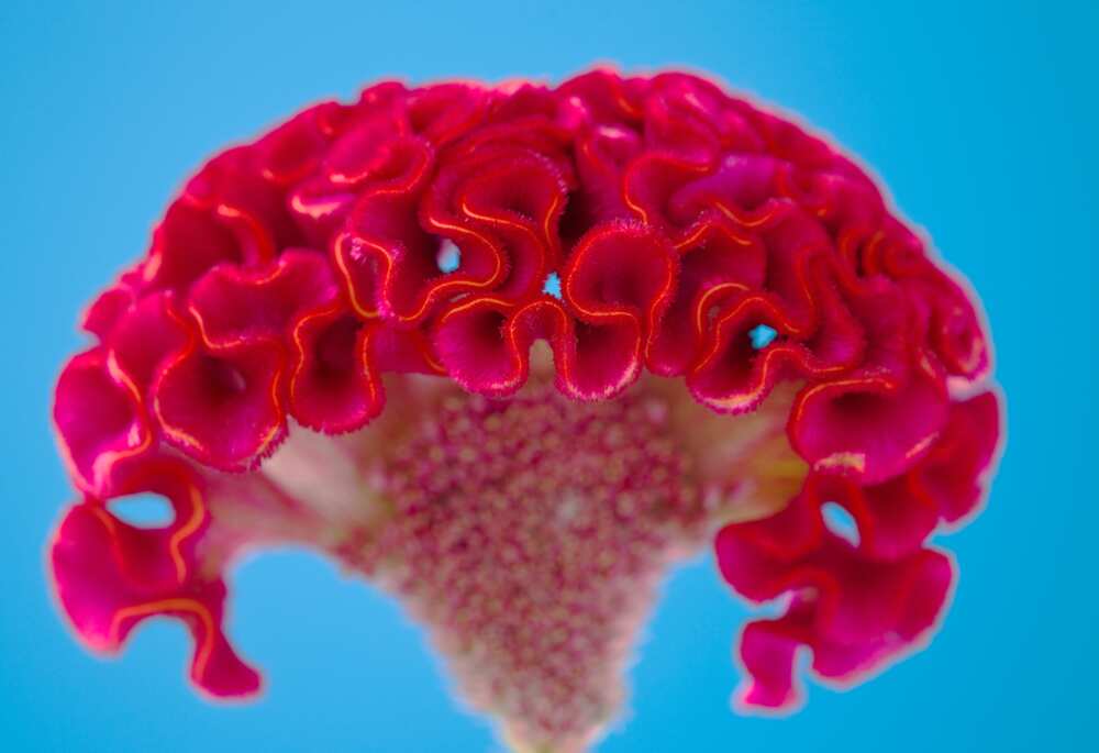 A close up of the red flowers of a celosia