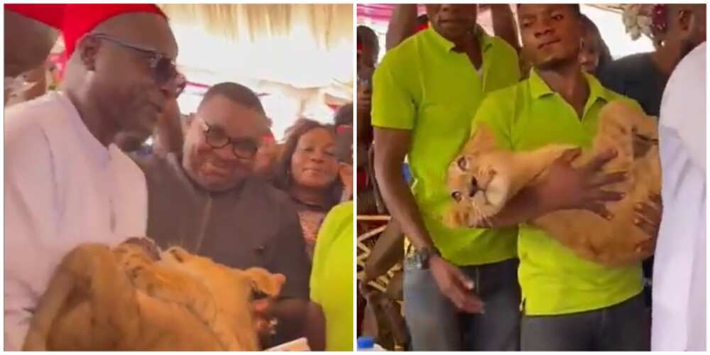 Seun Kuti reacts to viral video of man who attended event with pet lion