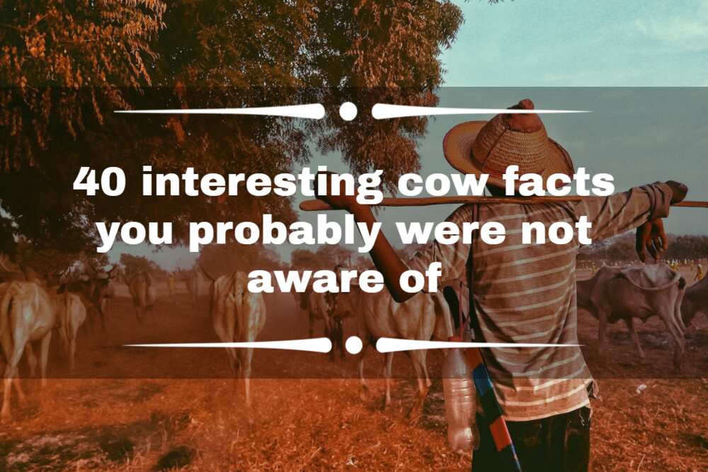 Cow facts Cow facts