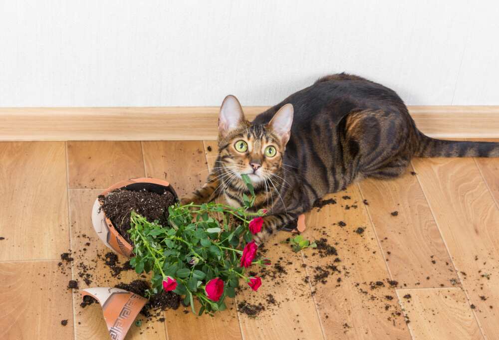 les chats commettent des bêtises qui peuvent causer de la frustration pour les propriétaires. les chats commettent des bêtises qui peuvent causer de la frustration pour les propriétaires.