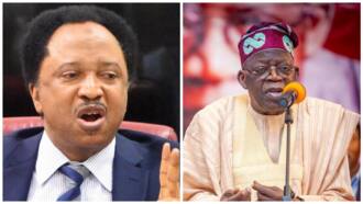 2023 presidency: Shehu Sani reacts as Tinubu reportedly tells INEC his certificates are missing