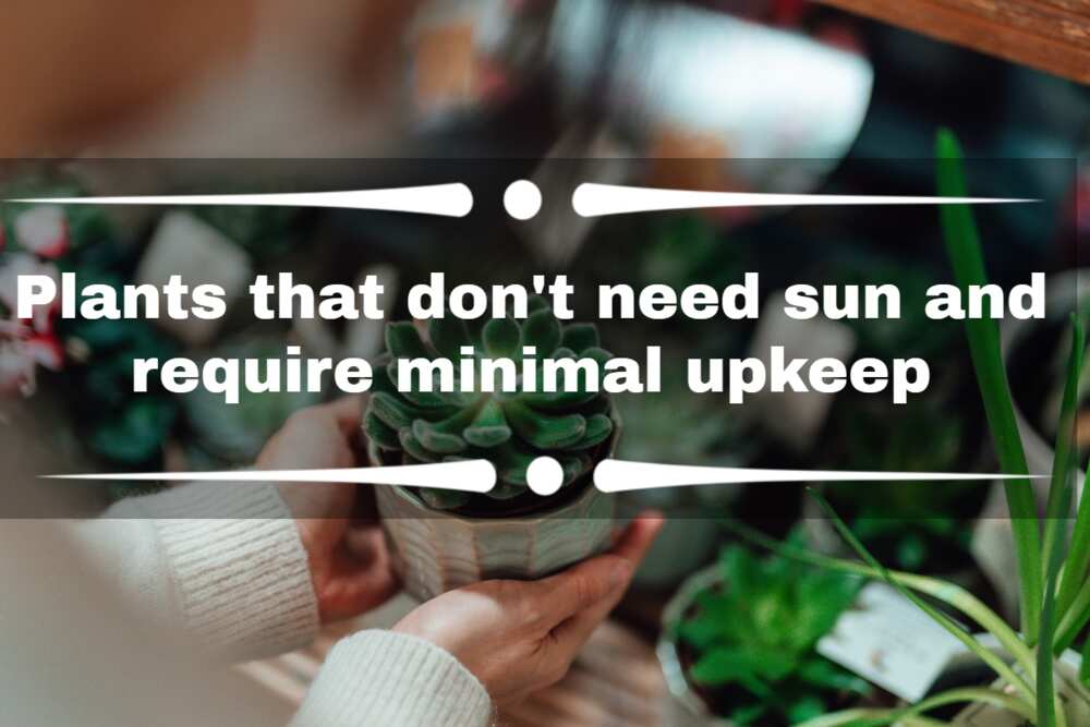 plants that don't need sun