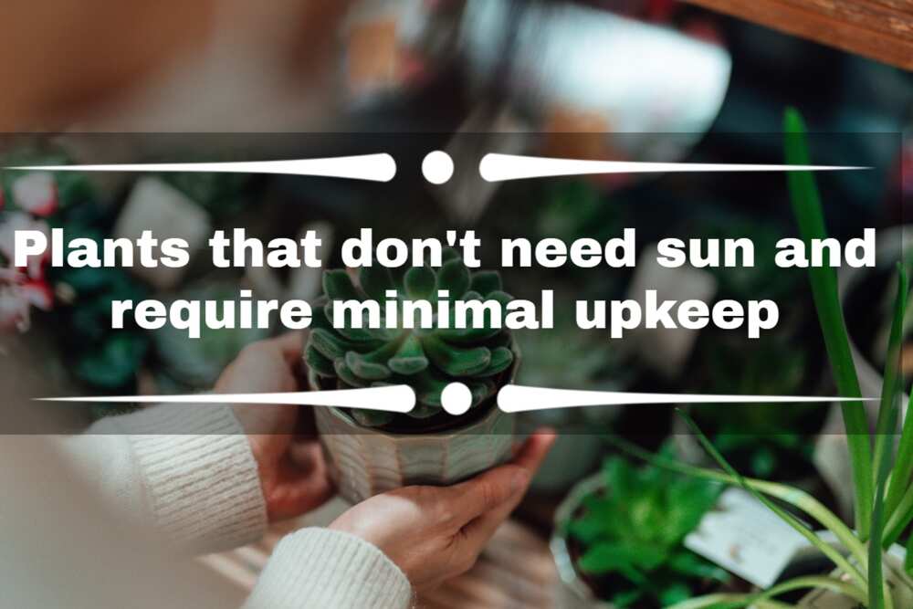 plants that don't need sun plants that don't need sun