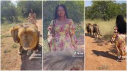 "I'm not doing o": Video shows moment Nigerian lady walked 2 lions, tried hard not to run in video