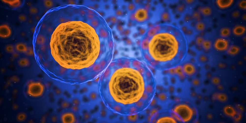 Double Stemcell benefits: are there any?
