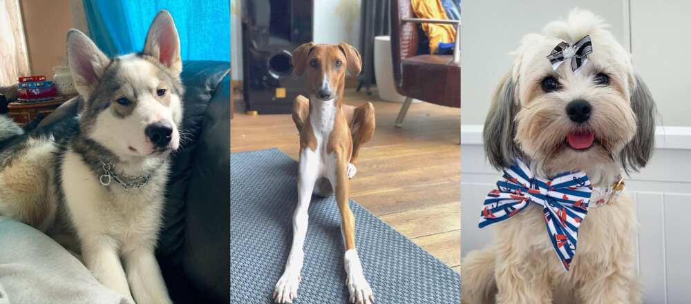 Most expensive dog Most expensive dog
