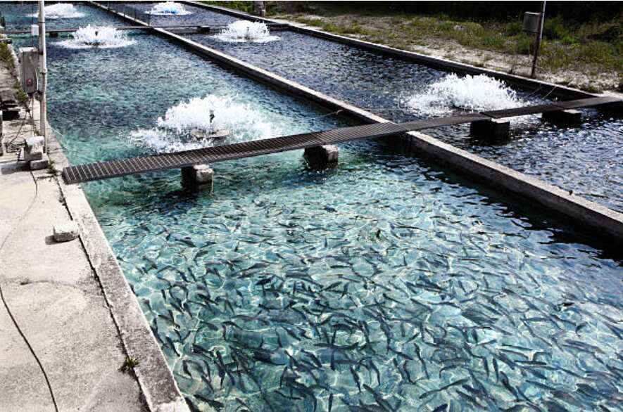 fish farming in Nigeria