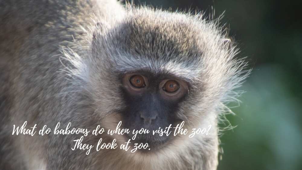 Zoo puns Zoo puns
