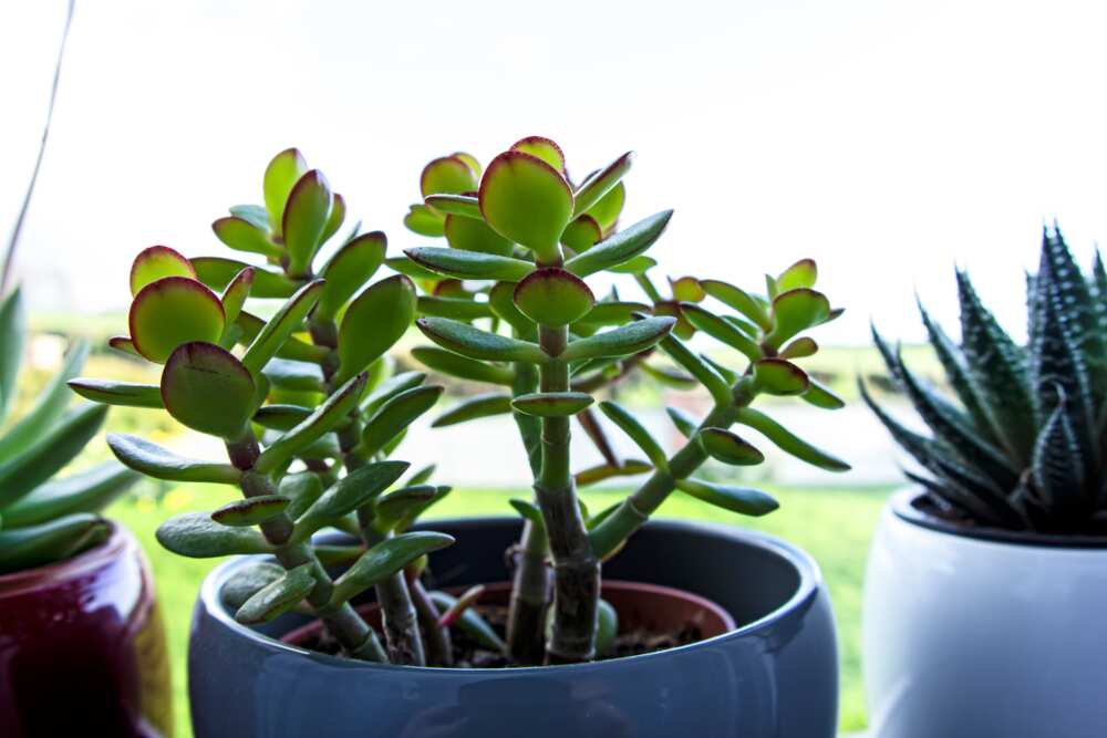 outdoor potted plants that don’t need sunlight