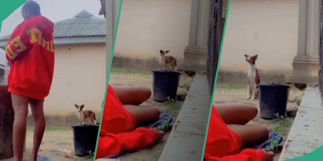 Watch hilarious video of ekuke dog's reaction after its owner fainted