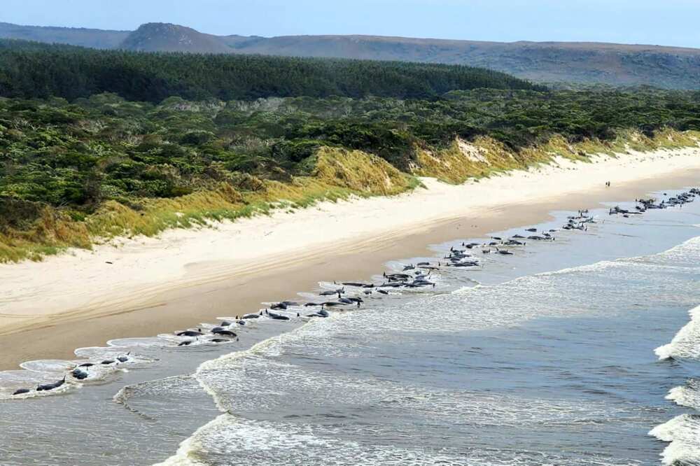 Pilot whales beached on Macquarie Harbour, in Tasmania