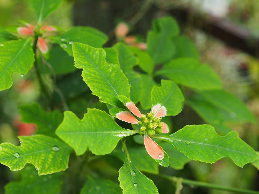 Euphorbia Heterophylla