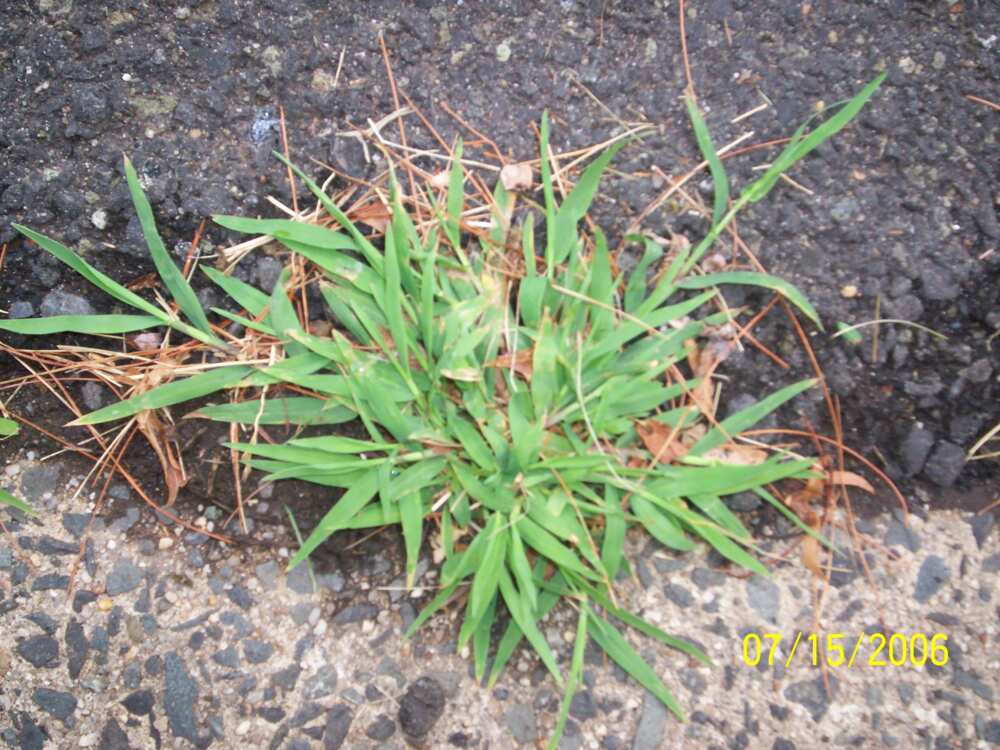 Digitaria abyssinica Digitaria abyssinica