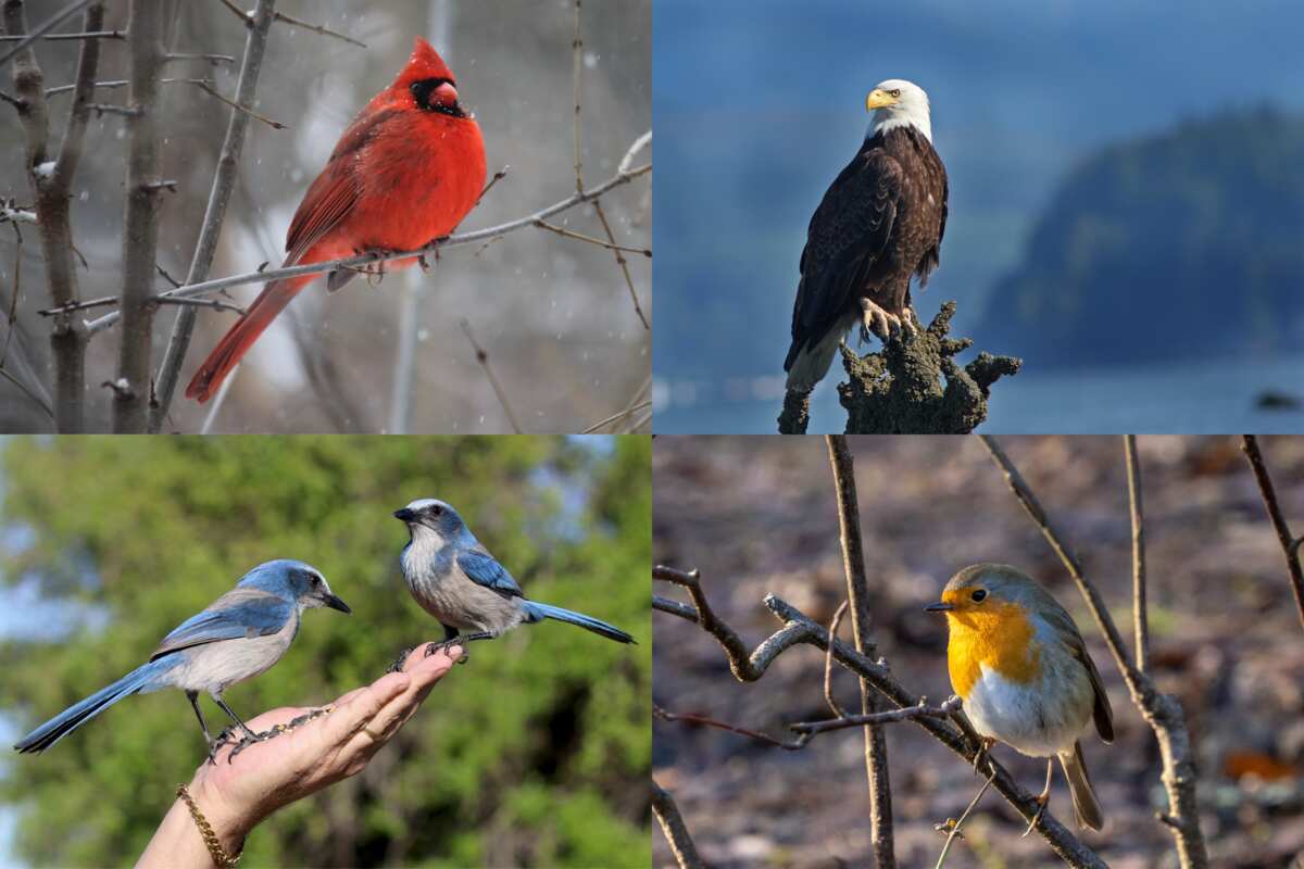 Bird symbolism: 10 common birds and their spiritual meaning 