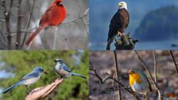 Bird symbolism: 10 common birds and their spiritual meaning