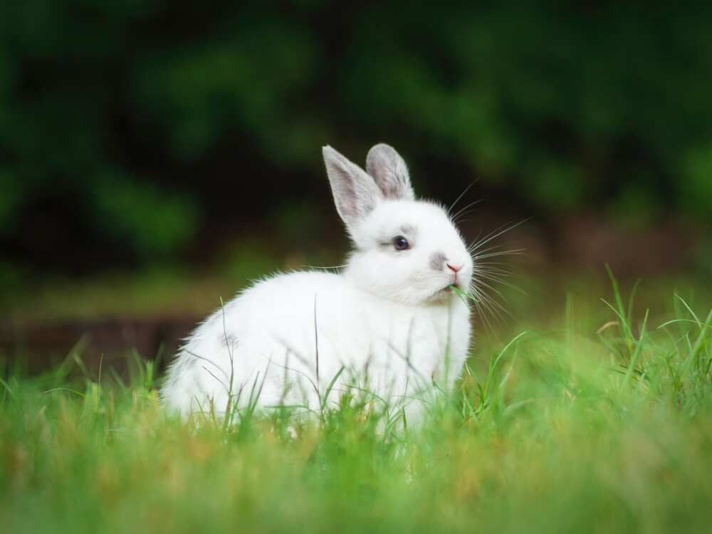 Cute rabbit names