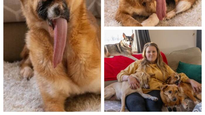 Meet Millie, the dog shot four times in the head in the street of Russia and saved by a British woman