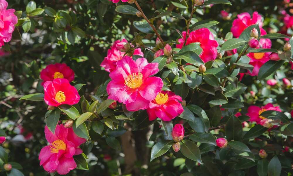 Camellia flowers growing on green branches